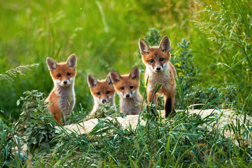 Curious little cubs of red fox vulpes staring into the camera on the field