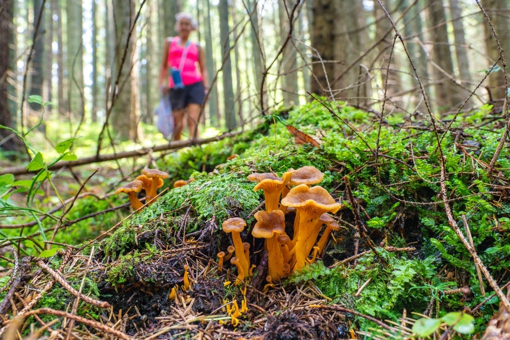 Female Mushroom Forager Picking Wild Edible Mushrooms In The Forest