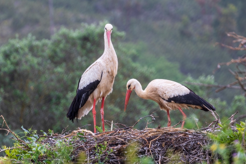 2 storks resting on the nest